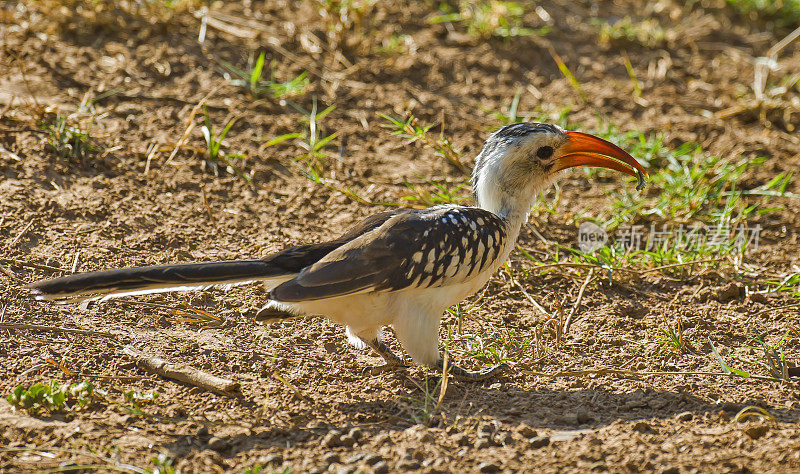 北方红嘴犀鸟(Tockus erythrorhynchus)是一种相对较小的犀鸟物种，发现于撒哈拉以南非洲的稀树大草原和林地。肯尼亚桑布鲁国家保护区。吃一个bug。